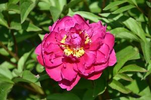 Gorgeous Pink and Yellow Peony Flower Blossom photo