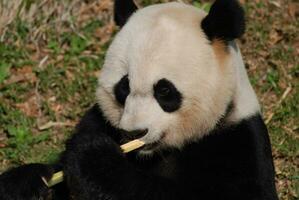 maravilloso cara de un gigante panda oso con bambú foto