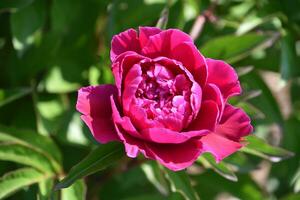 Dark Pink Blooming Peony Flower Blossom in a Garden photo