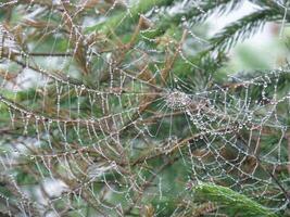 Dew Drops in a Web Spun By a Spider photo