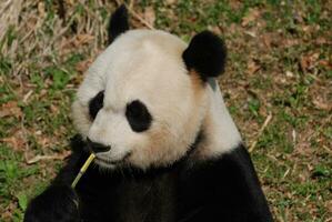 amable panda oso comiendo verde bambú mientras sentado arriba foto