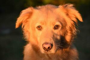 Sun Shining In the Face of a Toller Dog photo