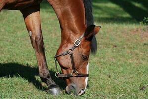 Close Up with a Grazing Dutch Warmblood Horse photo