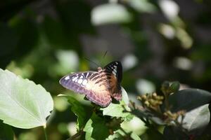 Sun Shining on the Wings of a Brown Clipper Butterfly photo