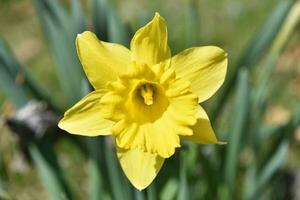 Stunning Single Yellow Narcissus Flowering and Blooming photo