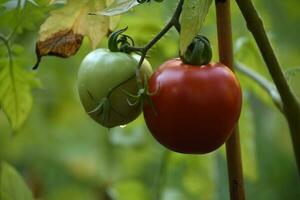 Vegetable Garden with Red and Green Tomatos photo