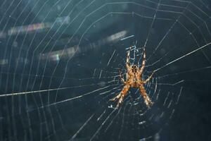 arriba cerca con un araña en un araña web foto