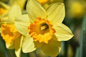 Close Up Look into the Center of a Yellow Daffodil photo