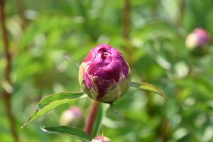 Lovely Pink Peony Bud Ready to Flower photo