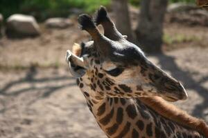 Awesome photo of a wild giraffe's face