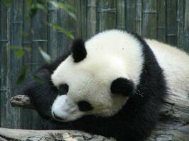 panda oso dormido en un caído árbol rama foto