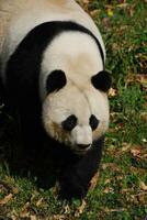 Panda Bear Walking Forward in a Large Field photo