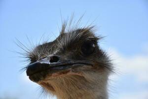 Looking into the Eyes of a Large Ostrich photo