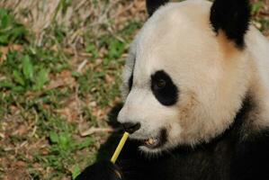 increíble arriba cerca Mira a un gigante panda oso foto