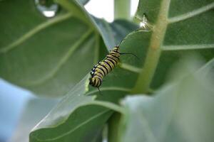 Monarch Caterpillar Creeping Along the Edge of a Munched Leaf photo