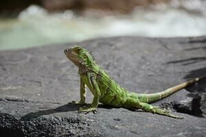 verde iguana con pequeño crestas a lo largo su espina foto