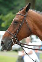 Ears Back on a Chestnut Horse Under Saddle photo