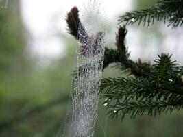 araña web en naturaleza foto