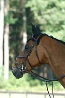 clavado caballo con un brida Listo para un caballo espectáculo foto