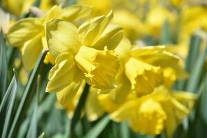 Breathtaking Look at a Flowering Yellow Daffodil photo