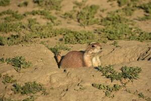 Very Cute Black Tailed Prairie Dog in a Hole photo