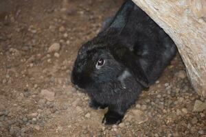 Sweet Faced Black Baby Bunny Rabbit Under a Log photo