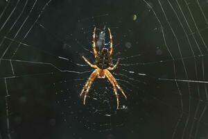 araña con el Dom brillante mediante es web foto