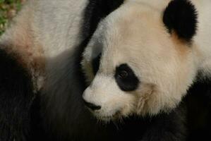 Fluffy Face of a Giant Panda Bear photo