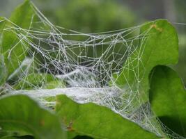 Cocoon with Rain Drops photo