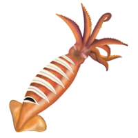 grigliato calamaro frutti di mare illustrazione png