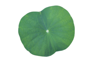 lotus blad isolera samling av på transparent bakgrund png fil