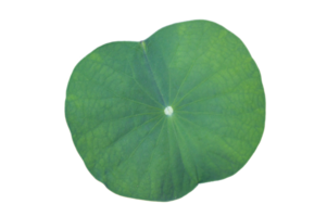 Lotus leaf Isolate collection of on transparent background PNG file