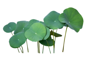 Lotus leaf Isolate collection of on transparent background PNG file