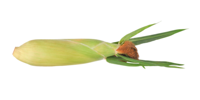 Fresh sweet corn with leaves set on transparent png. png