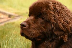 Chocolate Brown Newfoundland Dog Sitting Outside on a Summer Day photo