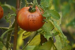 orgánico Tomates creciente en un vegetal jardín foto