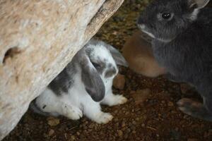 Cute Pair of Baby Bunny Rabbits with Lop Ears photo