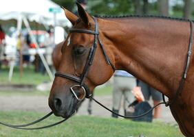 Beautiful Tacked Bay Horse at a Horse Show photo