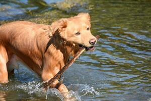 mojado Pato peaje perdiguero perro atractivo un palo foto