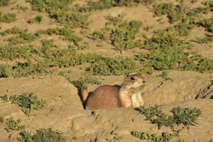 Prairie Dog Peaking Out of his Burrow photo