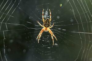 arriba cerca y personal con un araña en un web foto