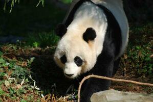Absolutely Beautiful Giant Panda Bear with a Sweet Face photo