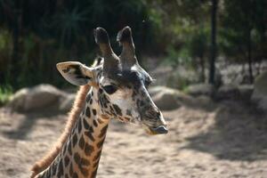 Adorable nubian giraffe sticking its tongue out photo