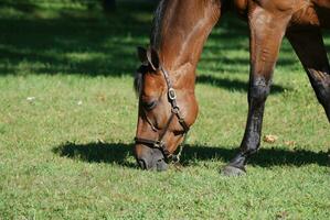 Grazing Warmblood Horse in a Large Pasture photo