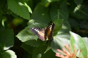 bonito marrón clíper mariposa en un jardín foto