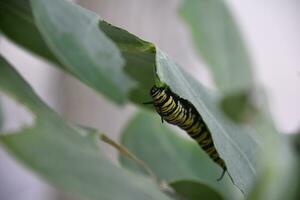 Monarch Caterpillar Surrounded by a Milkweed Leaf photo