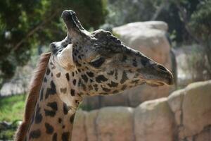 Wild safari giraffe with a beautiful pattern coat photo