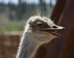 Close Up Look at Side Profile of an Ostriches Head photo