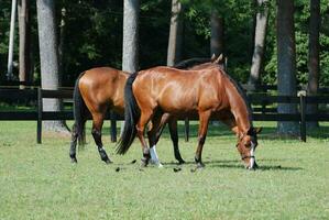 Gorgeous Pair of Warmblood Horses Grazing in Pasture photo