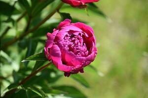 Dark Pink Peony with Petals Ready to Unfurl photo